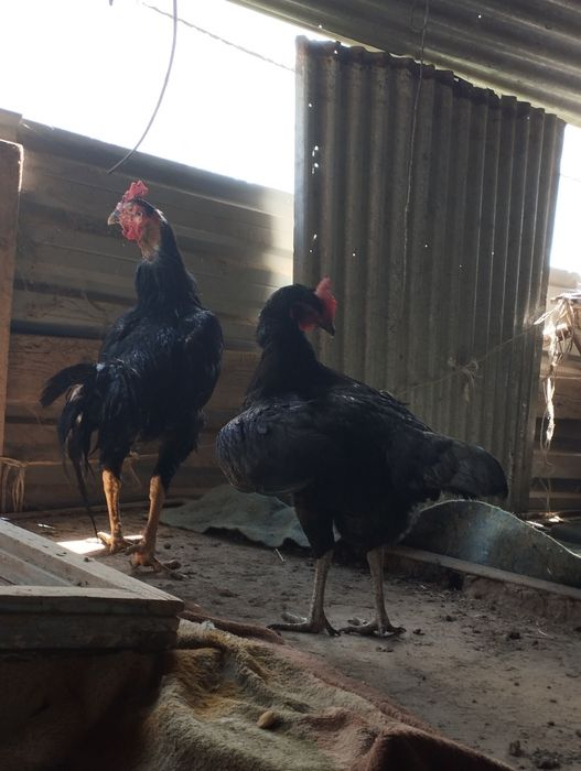 Shalpang parichka sotiladi