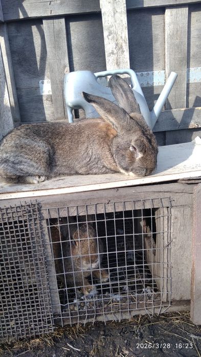 Продам крола на племя