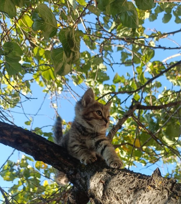 Отдам кошку бесплатно