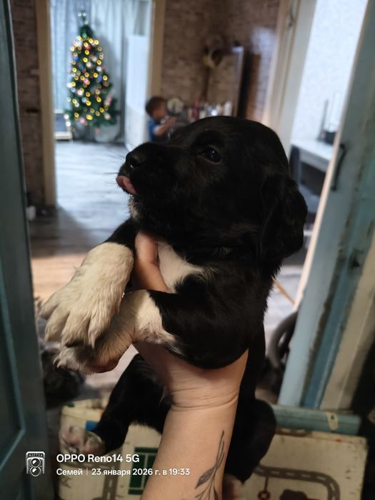 Щенки спаниеля месячные