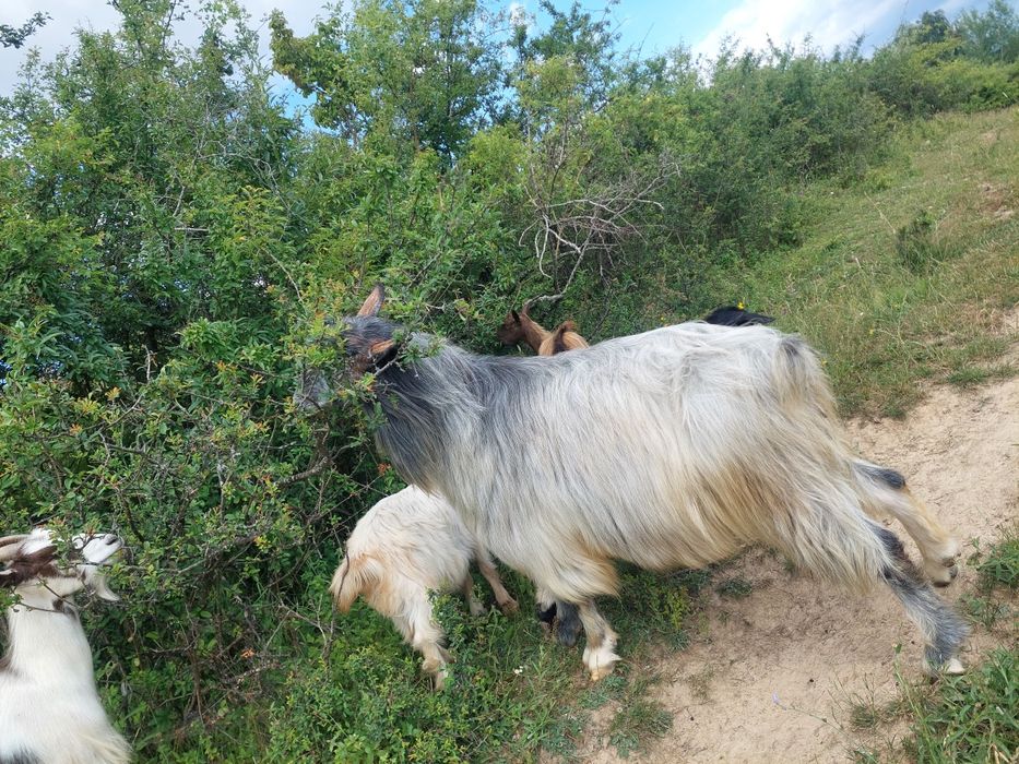 Vând iezi de monta și țapi mari