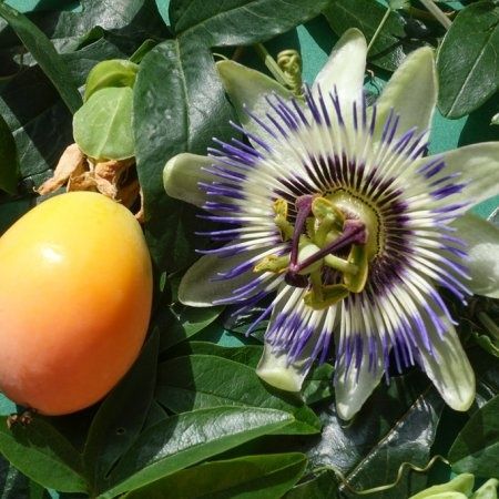 Семена от Пасифлора