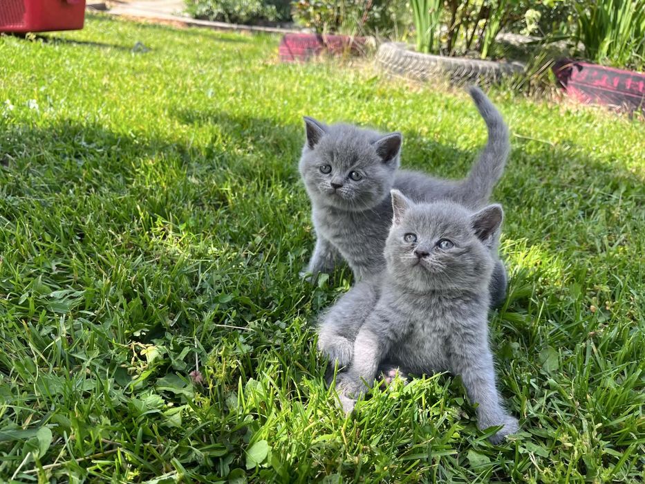 Британски късокосмести котенца