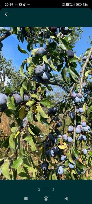 Pomi fructiferi; Pruni D'gen și Vânat Romanesc