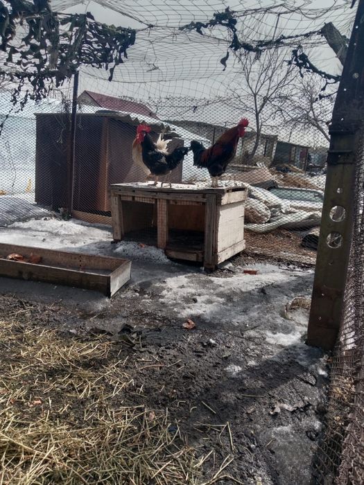 Петух молодняк брама