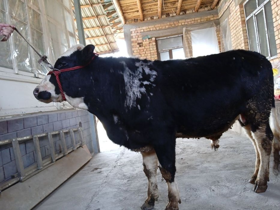 Buqa sotiladi sogʻlom.