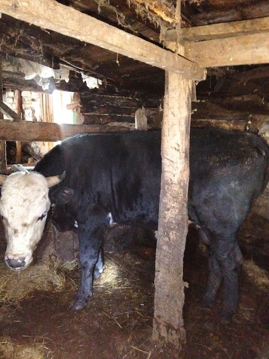 Продам  5 быков и одну телочку