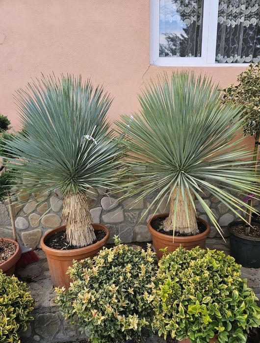 Leylandii 2.3m - 2.5m/ calitate extra/ super oferta!