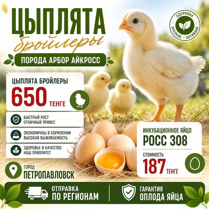 Инкубационное яйцо