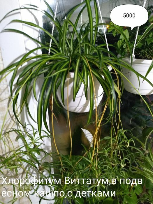 Продам Хлорофитум