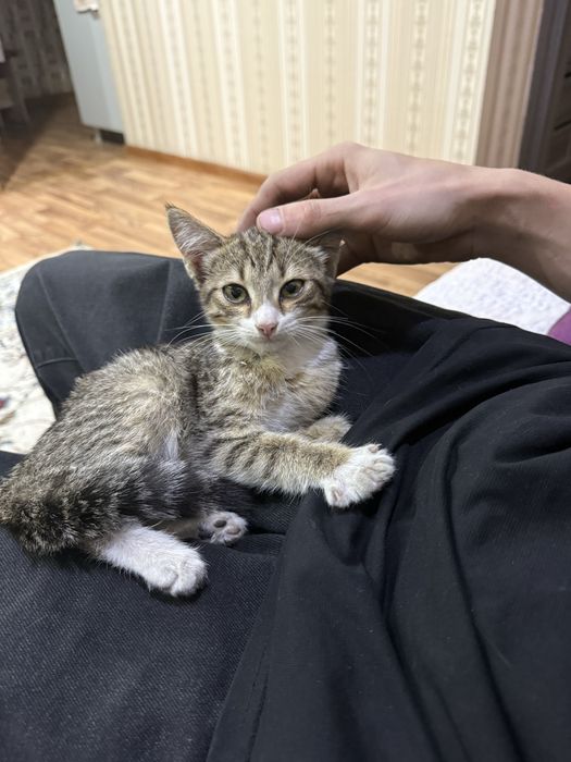 Отдам котенка девочка