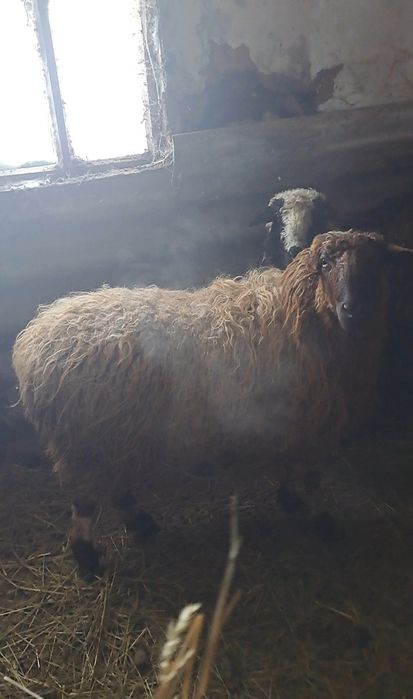 Продам 2 Овец на мясо