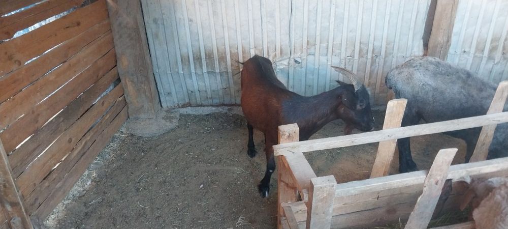 Семіз ешкі сатылады
