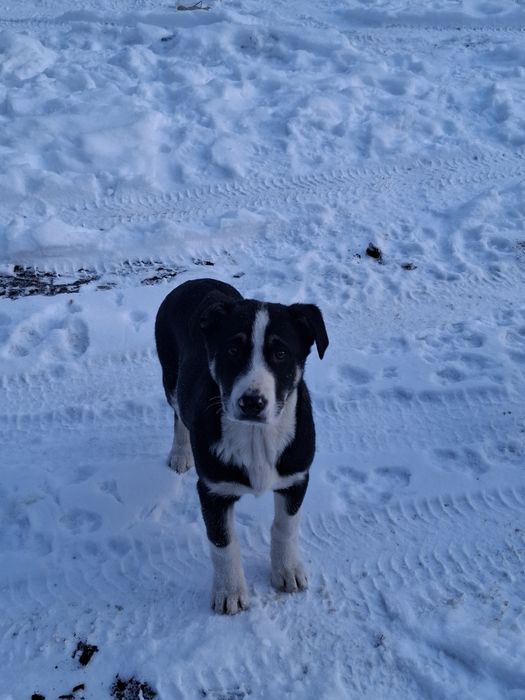 Отдам кутят в добрые руки