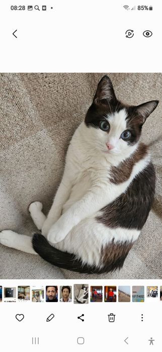 Пропал котик, 5 лет