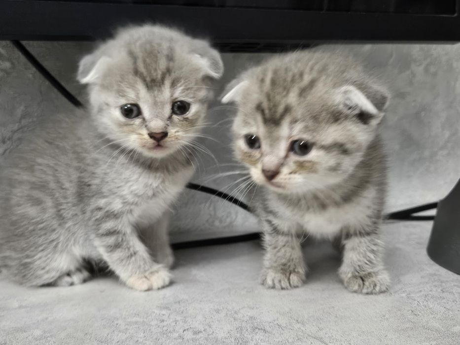 Продам умных котят