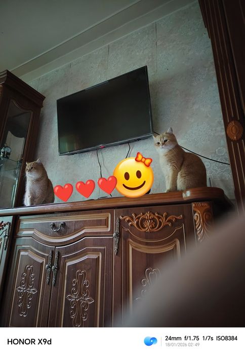 Британская шиншилла 1год