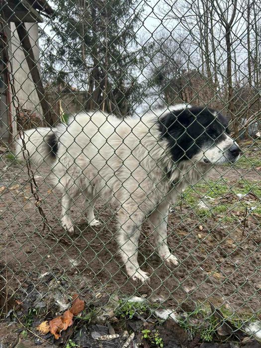 Подарявам мъжка Каракачанска овчарка на 4.5 години