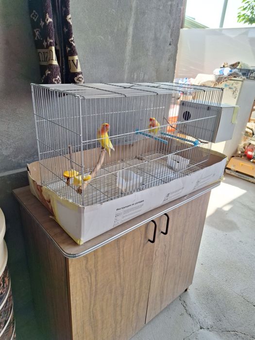 Неразлучник папугайи Продаются