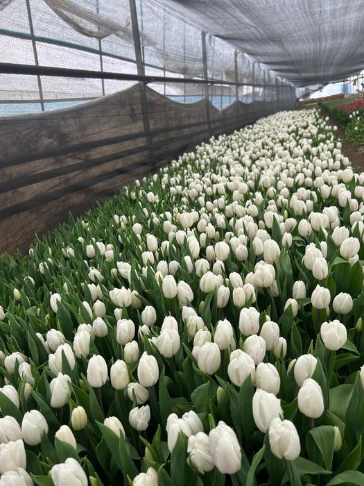 Цветы тюльпаны предзаказ