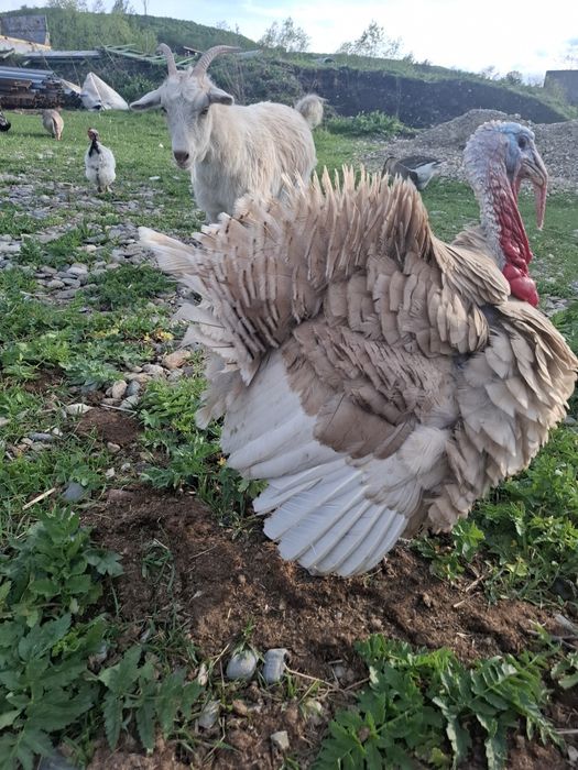 Schimb Curcani pentru Sânge - Vârstă 1 An (Alb şi Cafeniu)