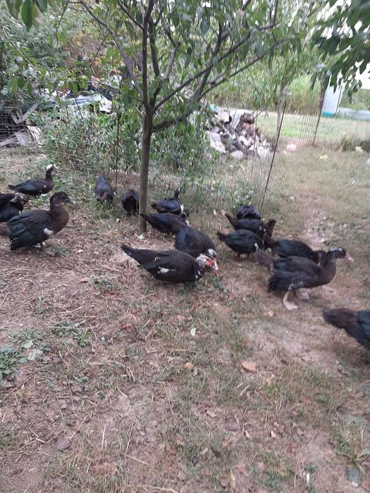 Rațe leșești de un an