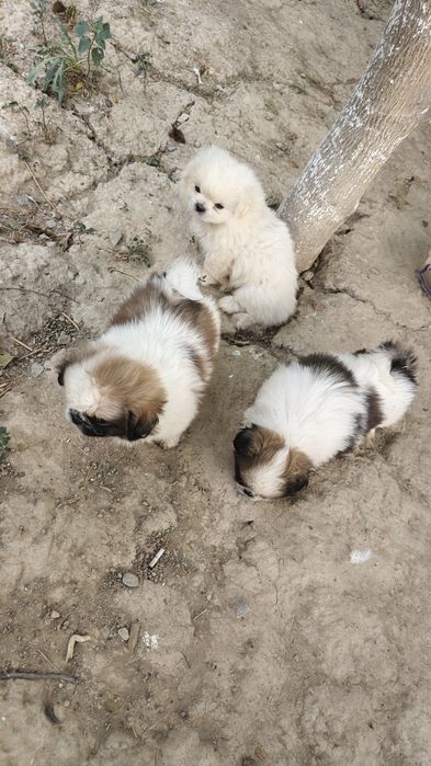 ZOTI PEKENES 3 dona bor