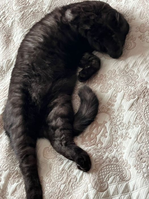 Шотландский вислоухий кот