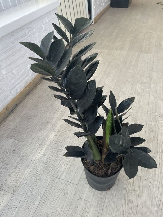 Продам комнатный цветок