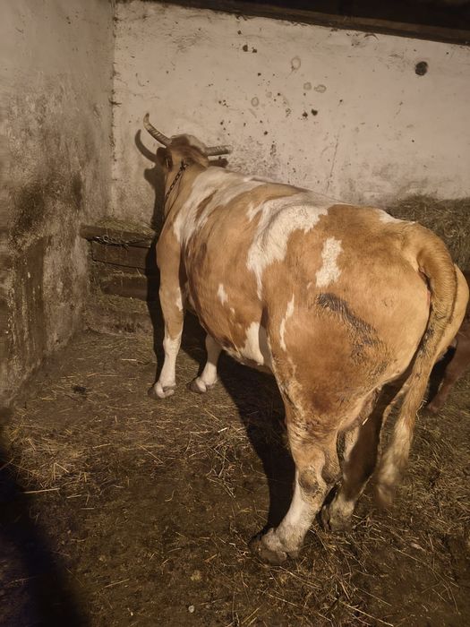 Vand vaca baltata gestanta
