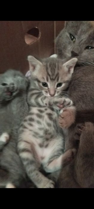 Отдам котят мальчики