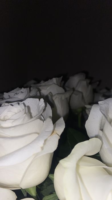 Цветы белые розы