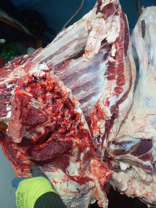 Продам говядина молодняк