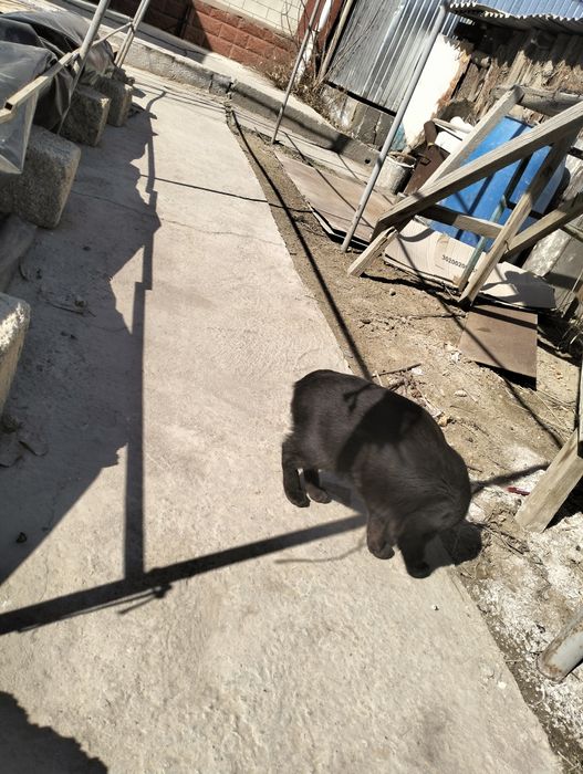 Кот бобтейл с коротким хвостом