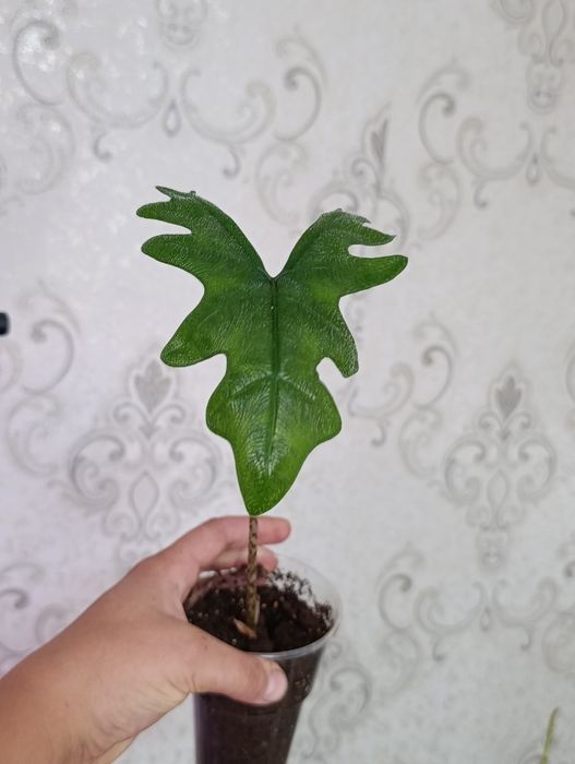 Калатея , и многое другое