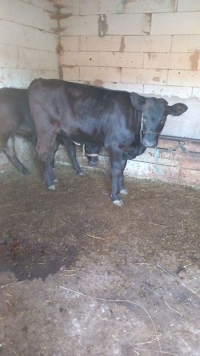 Doua vitele angus 220 kg și 180 kg