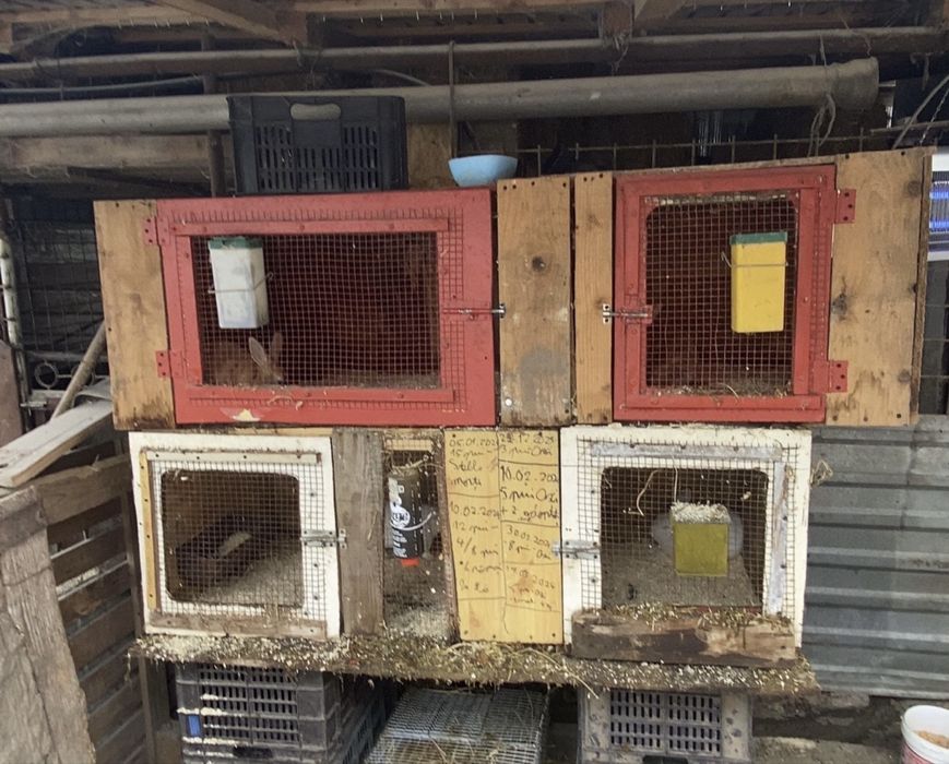 Disponibilă cușcă pentru iepuri (sau alte animăluțe)