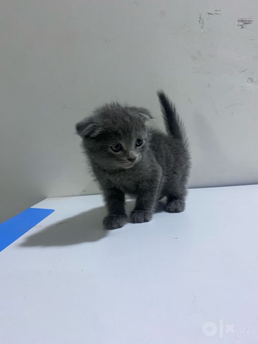 Скотиш фолд ласковый