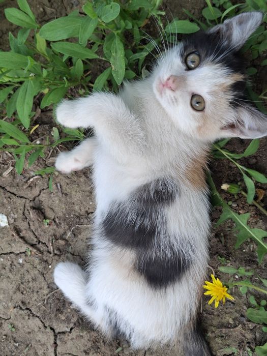 милый котёнок девочка, лоток знает