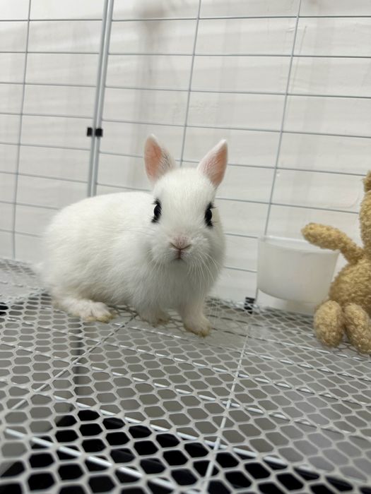 “Mini quyonlarni sevuvchilar uchun ajoyib taklif!”