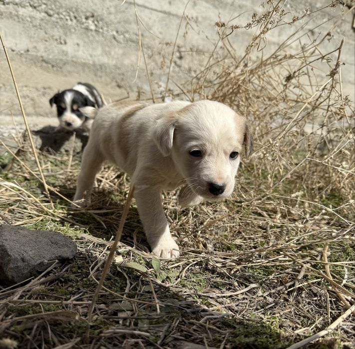 Отдам щенков в хорошие руки