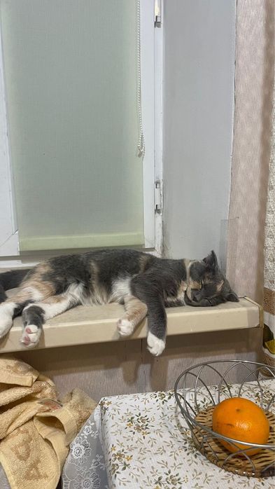 Отдам бесплатно кошек