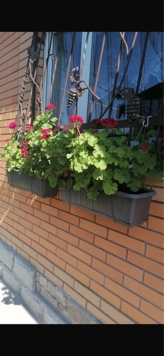 Продам Герань Королевская в горшках