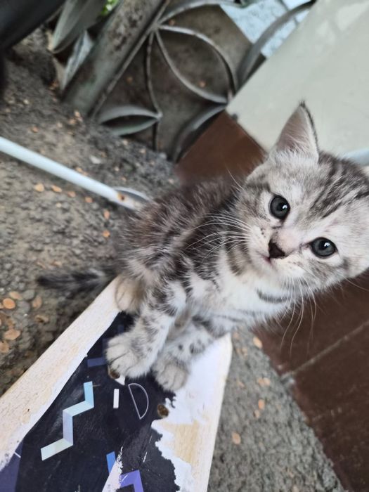 Котята бесплатно котики