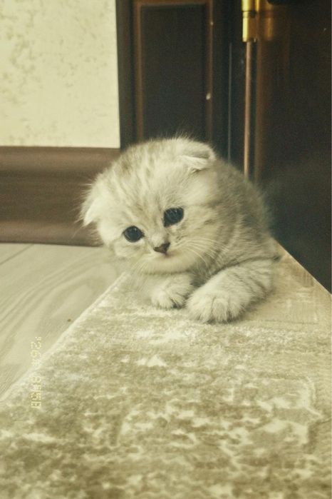 Британский вислоухий котенок