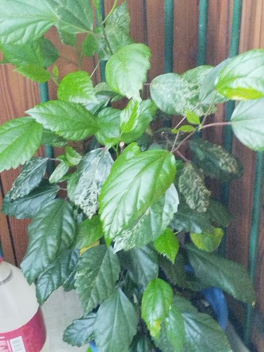 Гибискус взрослый