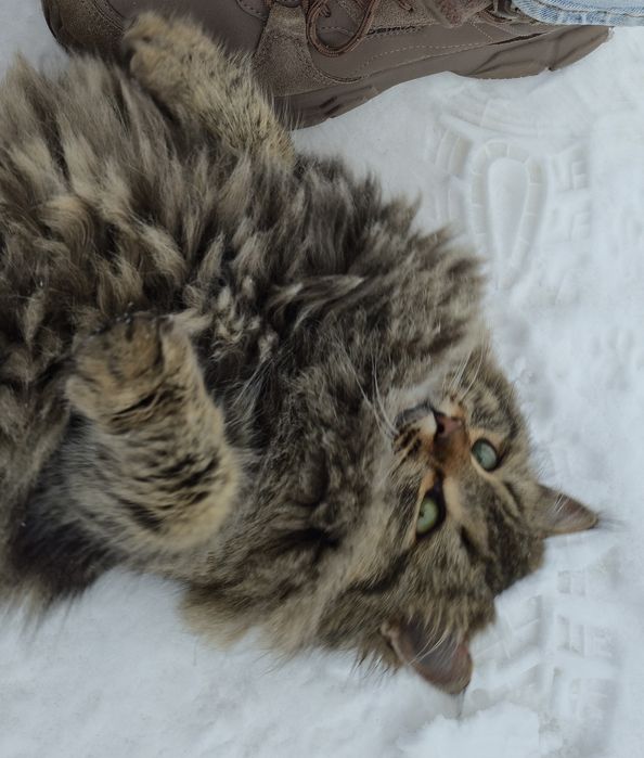 Пристройство кошечки