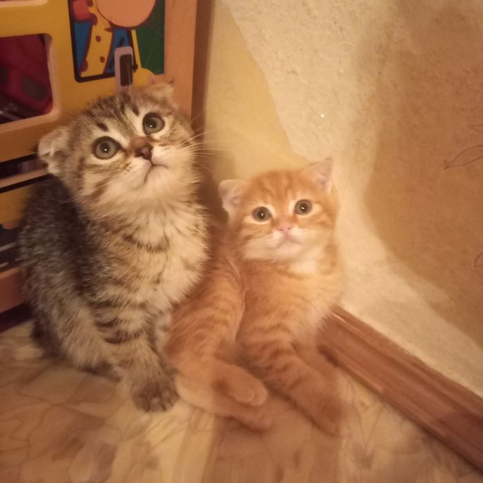 Вислоухие 1,5 м мальчик и девочка