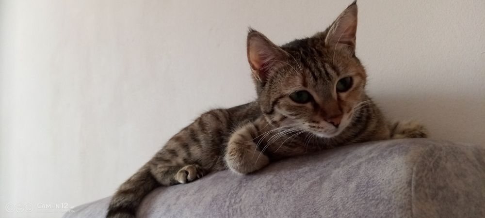 Котенок бесплатно