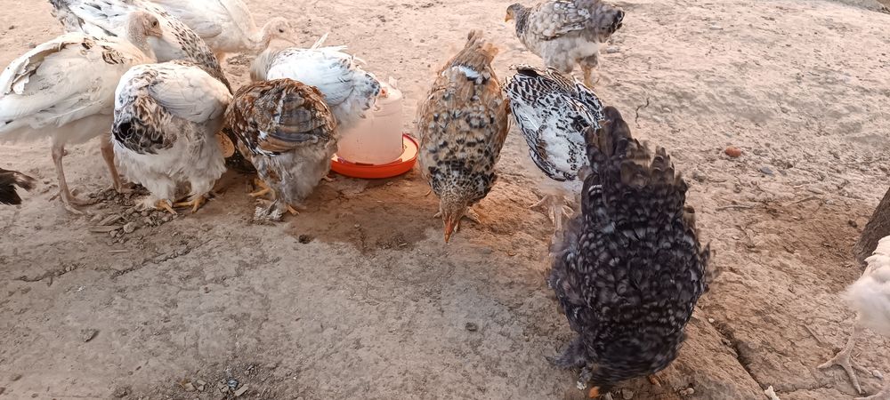 Цыплята, мощний балапандар